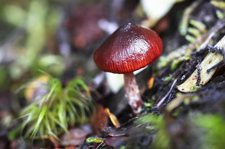 Braunkappen selbst züchten