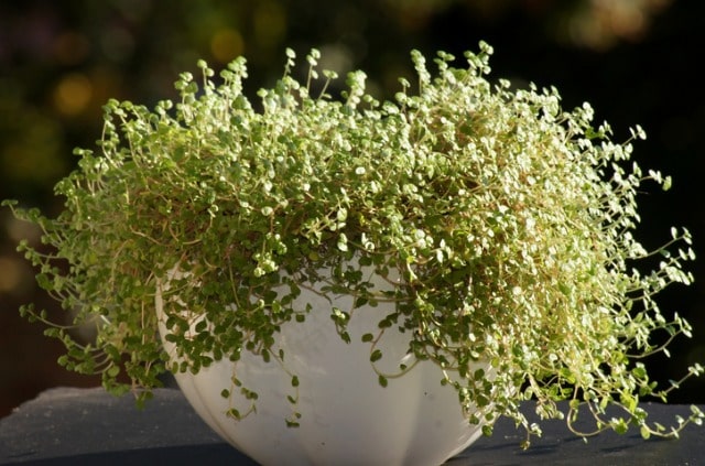 Bubikopf Pflege - Standort und weitere Tipps