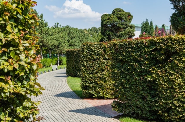 Buchenhecke richtig schneiden