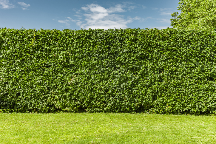 Buchenhecken-Schnitt im Sommer