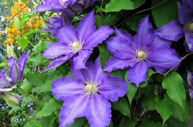 Clematis hat braune Blätter - was tun