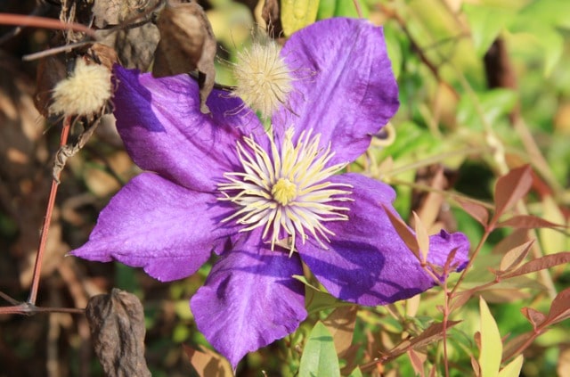 Clematis hat braune Blätter - was tun