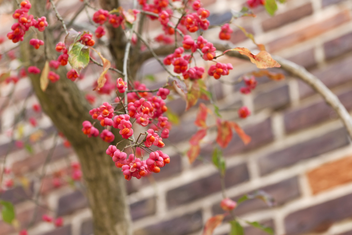Das Pfaffenhütchen im heimischen Garten