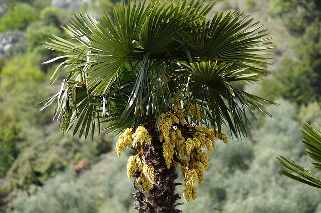 Das Wachstum der Hanfpalme beschleunigen