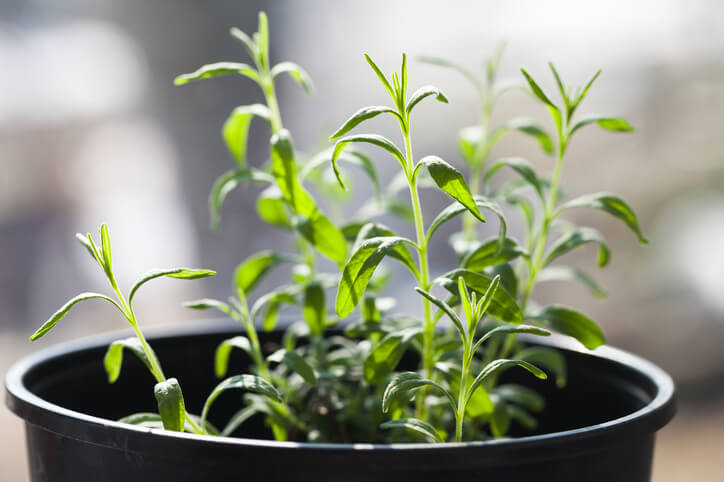 Das richtige Anzuchtsubstrat