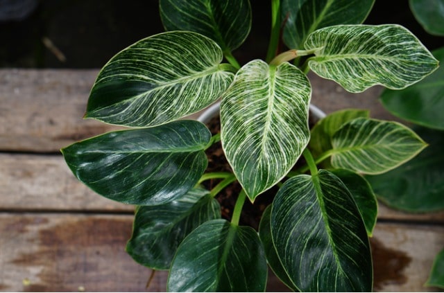 Der Unterschied zwischen Monstera und Philodendron