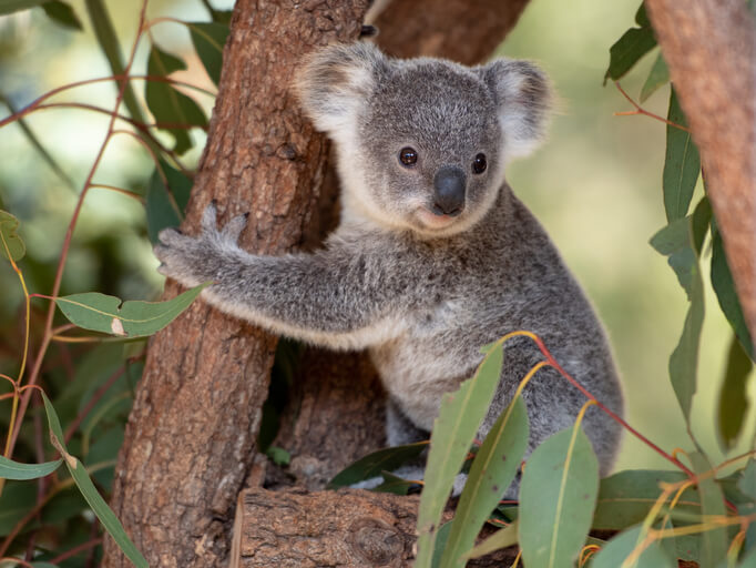 Der Ursprung des Eukalyptus