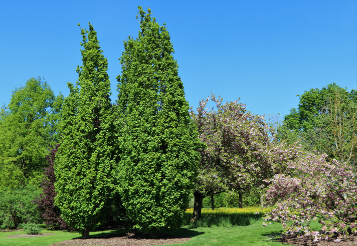 Der Wuchs des Feldahorns