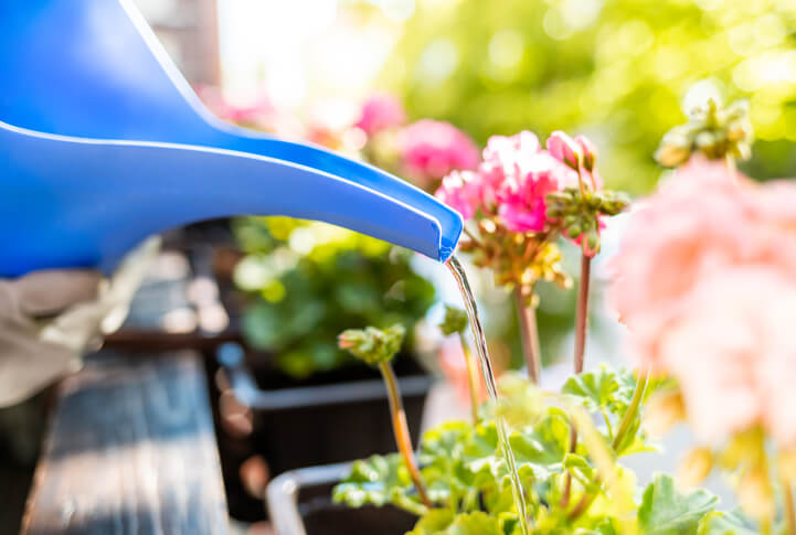 Der beste Zeitpunkt zum Gießen der Kübel- und Balkonpflanzen