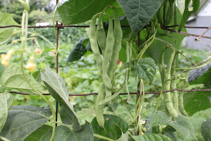 Der richtige Tag für die Ernte