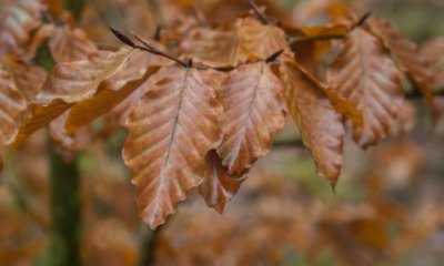 Die Blätter der Rotbuche werden braun - was tun