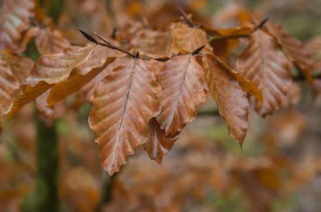 Die Blätter der Rotbuche werden braun - was tun