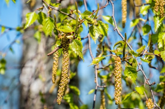 Die Blütezeit der Birke