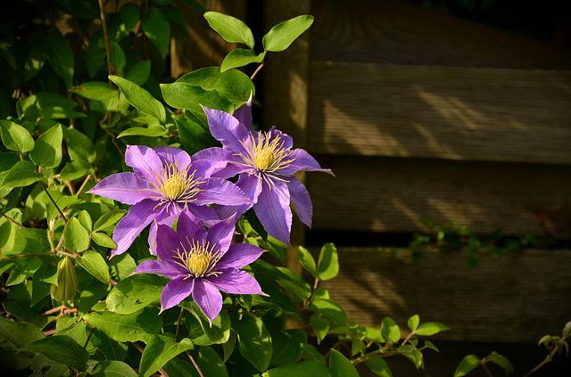 Die Blütezeit der Clematis