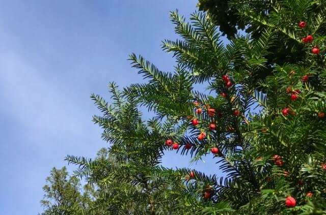 Die Eibe düngen - wie oft und wann