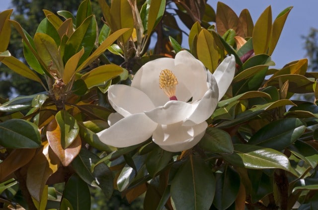 Die Größe der Magnolie
