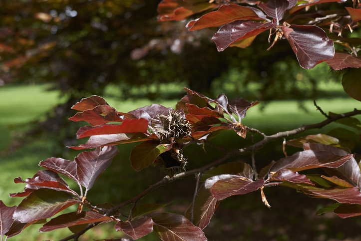 Die Rotbuche hat braune Blätter - Gründe und Maßnahmen