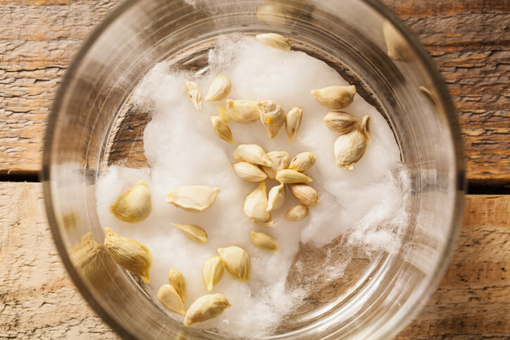 Die Vorbereitung der Kerne