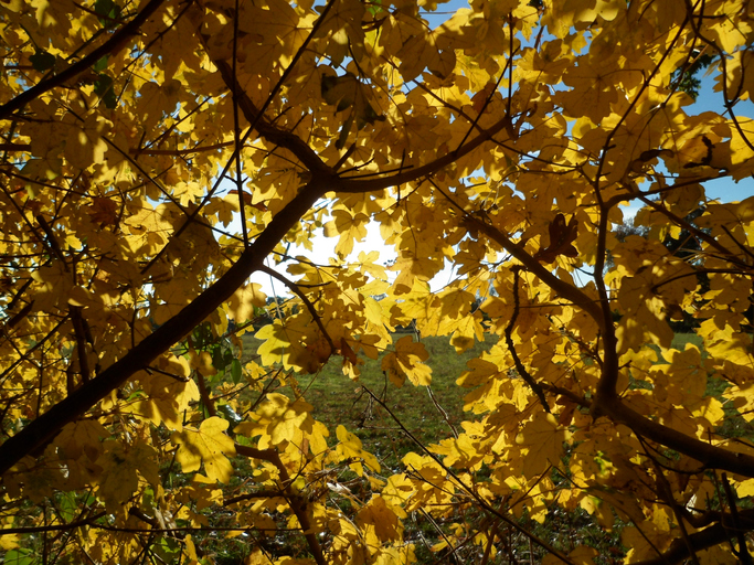 Die botanische Herkunft des Feldahorns
