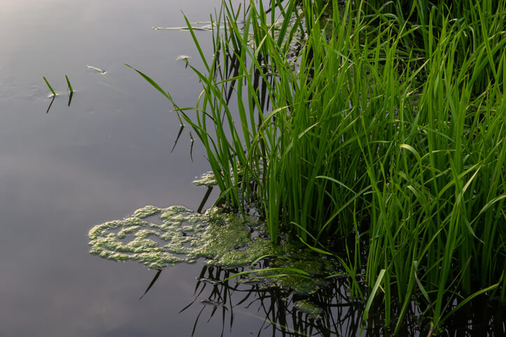 Die passende Bepflanzung der Teichzonen