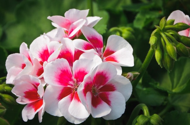 Die schönsten Geraniensorten
