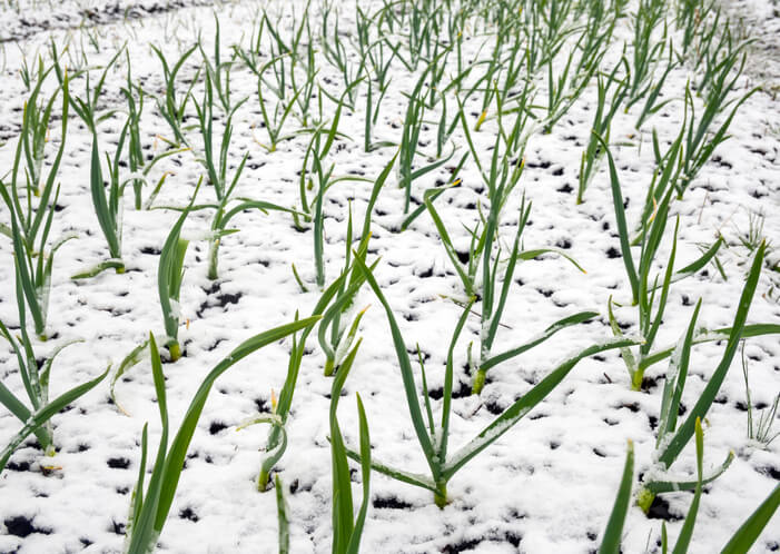 Diese Pflanzen eignen sich in der kalten Jahreszeit
