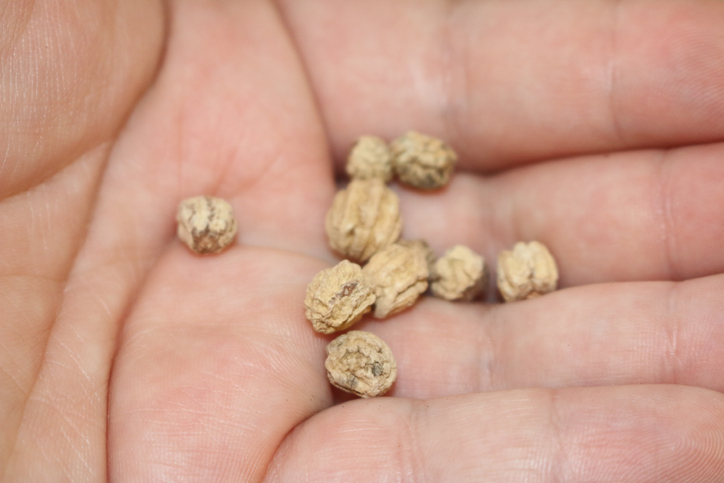 Direktaussaat im Freiland, Terrasse und Balkon