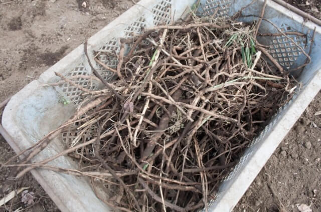 Efeu vernichten - natürlich und biologisch