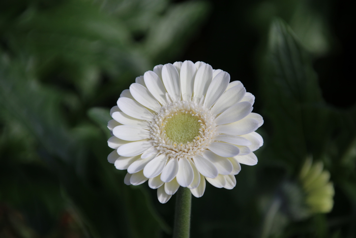 Eine Auswahl der beliebtesten Gerbera-Sorten