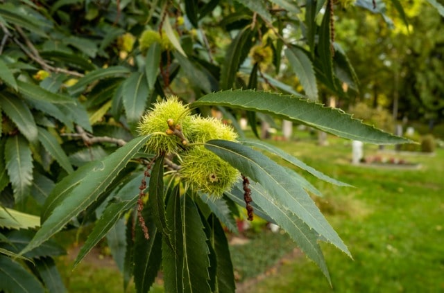 Eine Esskastanie pflanzen - Tipps und Tricks