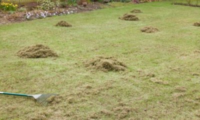 Eisensulfat gegen Moos im Rasen