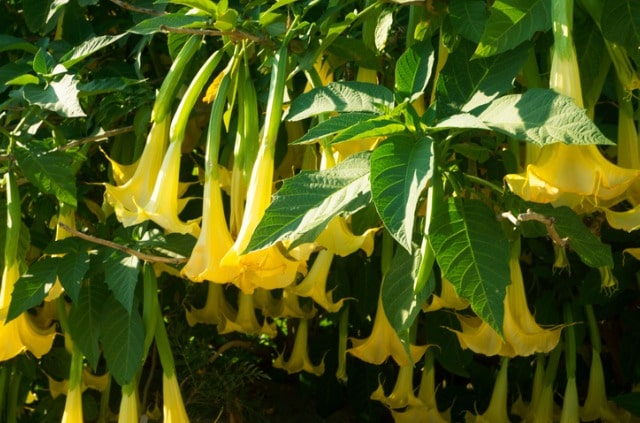 Engelstrompete bekommt gelbe Blätter - was tun