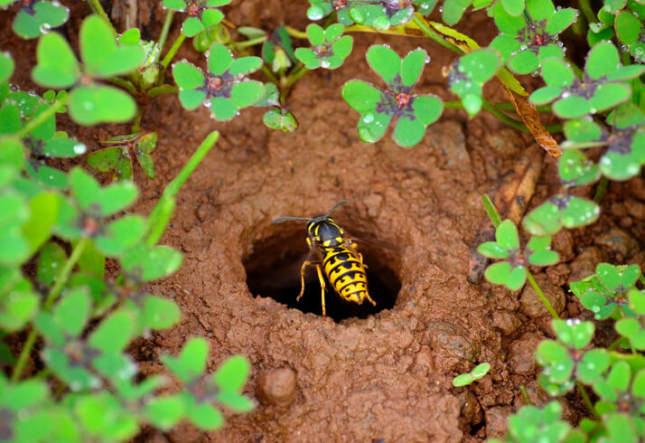 Erdwespen stehen unter Naturschutz