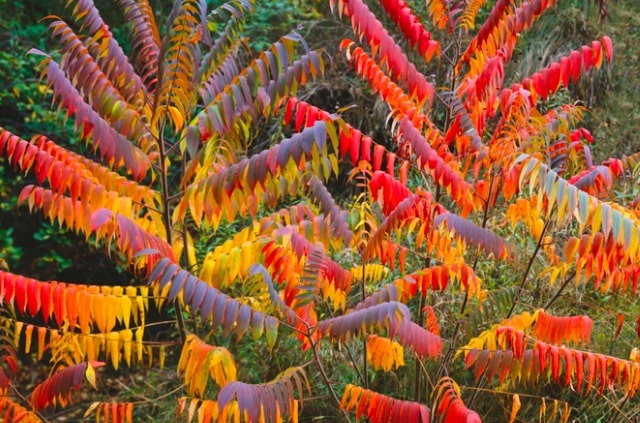 Essigbaum richtig schneiden