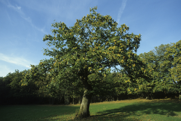 Esskastanien im Wald und im Garten