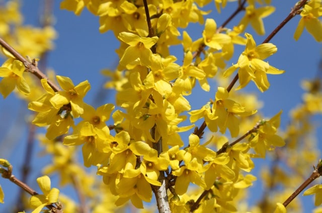 Forsythien richtig vermehren