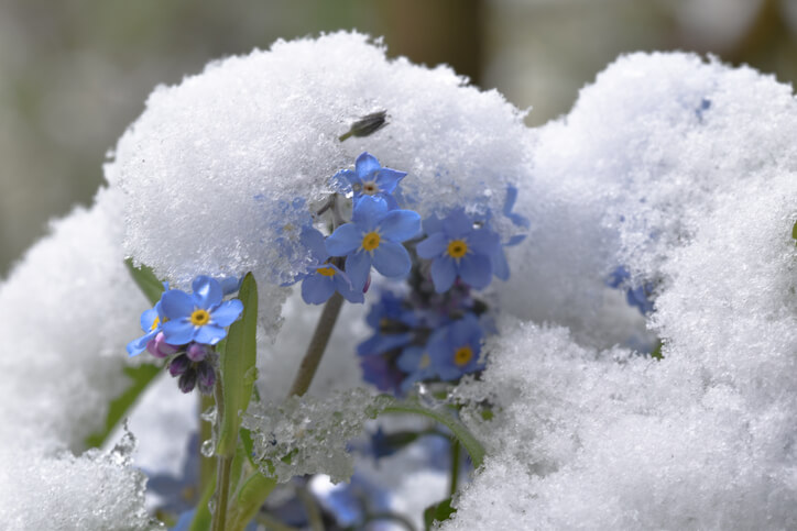 Frühblüher vertreiben den Winter
