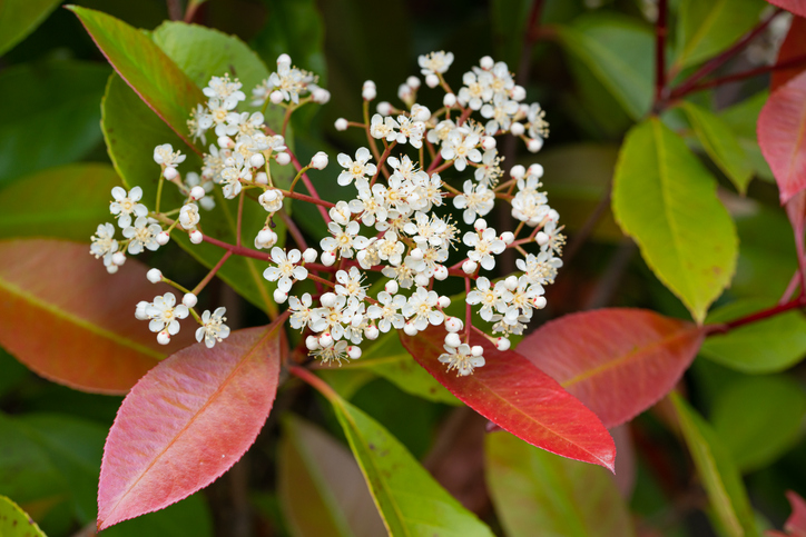 Frühsommerlicher Blütenzauber