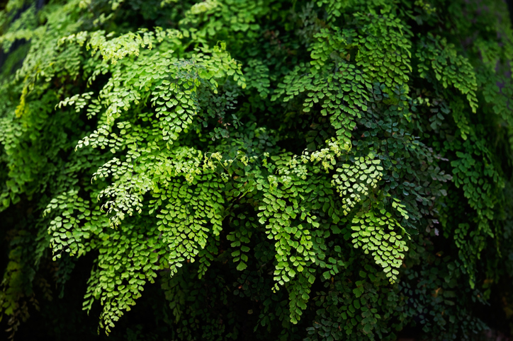 Gattungen und Arten