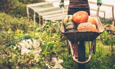 Gemüsegarten im Herbst - dies sollten Sie beachten!