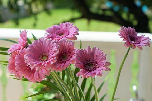 Gerbera - verschiedene Sorten und Farben