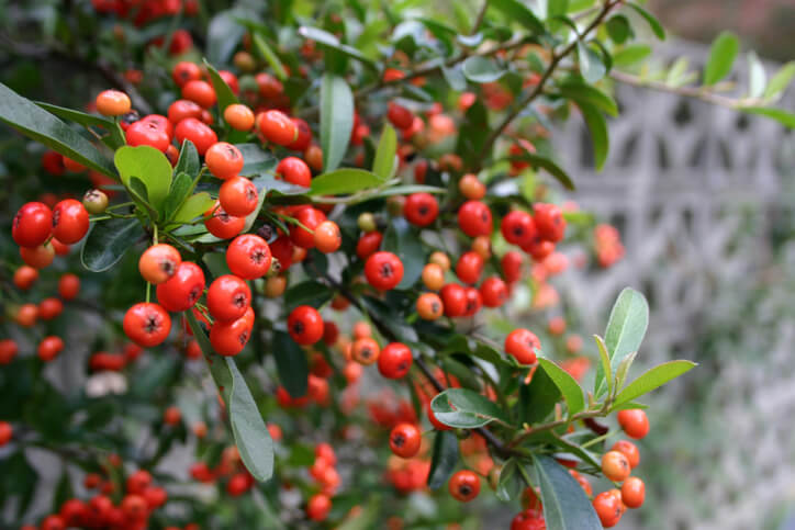 Giftige Bestandteile des Feuerdorns