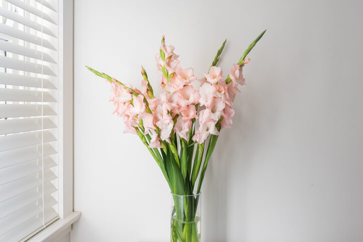 Gladiolen für die Vase schneiden