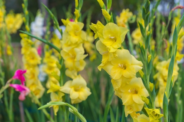 Gladiolen richtig schneiden