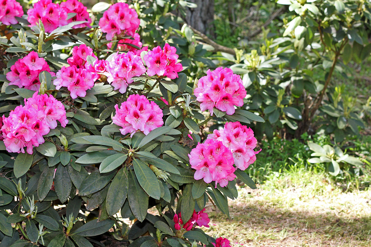 Gute Pflege für starke Sträucher