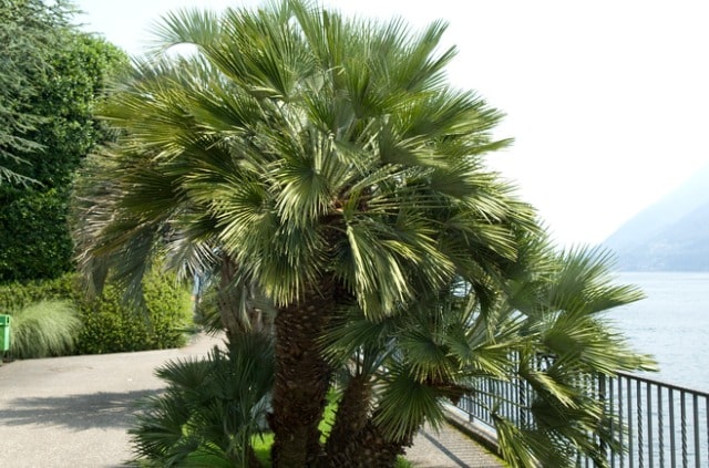 Hanfpalme richtig düngen