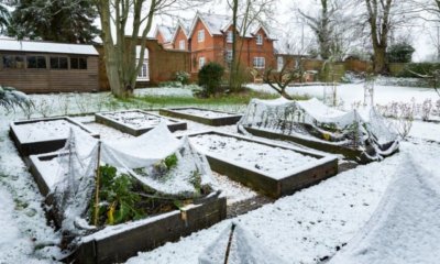Hochbeet im Winter bepflanzen