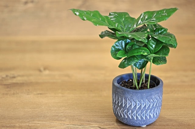 Kaffeepflanze Pflege