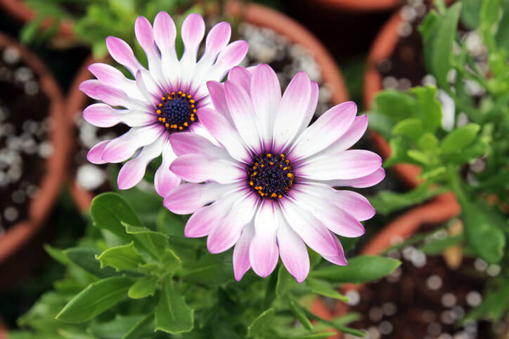 Kapkörbchen effektiv vermehren