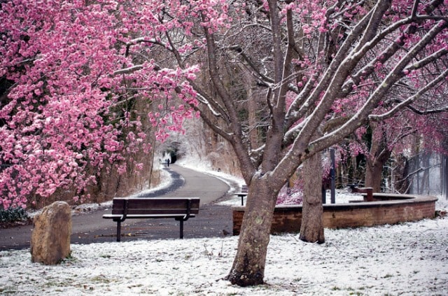 Kirschbaum überwintern